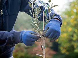 Agronómica